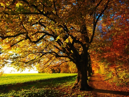 Autumn - nature, autumn, tree, colors, grass, path