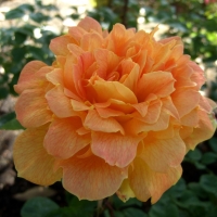 Jean Giono Rose