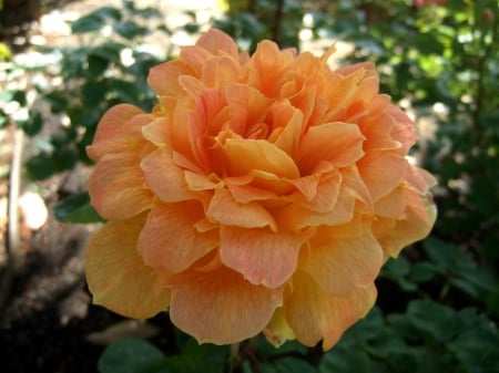 Jean Giono Rose