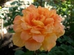 Jean Giono Rose