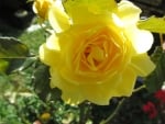 Yellow Rose Sunshine