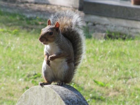 Cheeky Pose - wildlife, greys, species, animals, squirrels