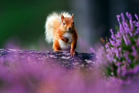 Sweet Squirrel - animal, sweet, cute, squirrel