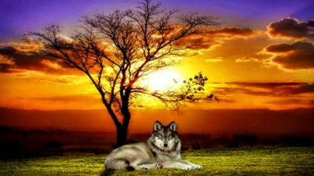 Wild at sunset - horizon, sunset, nature, wolf, sky