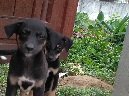 two brothers - two brothers, puppy, animals, dog