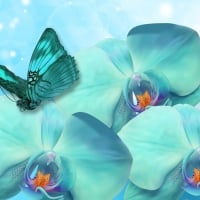 Orchids and Butterfly