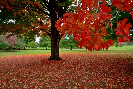 Autumn glory - fall, autumn, landscape, field, tree