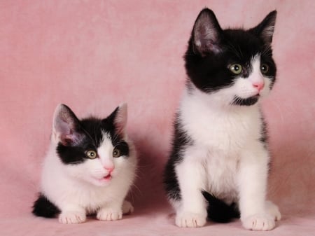 Cute kittens - animal, feline, cat, kitten