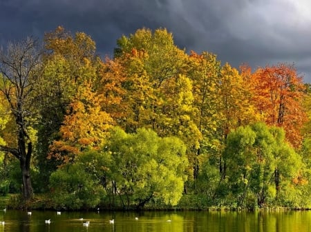 Ducks in the River - ducks, forest, animal, river, trees