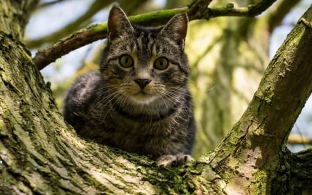 Crazy cat - cat, naughty, animal, tree, kitten