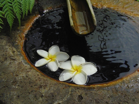 •⊰✿✿⊱• - spas, flower, decoration, plumeria