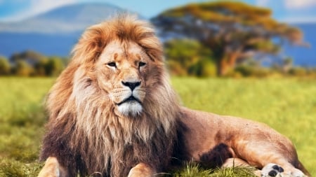 Lion - king, cat, african, wild, lion