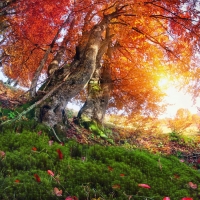 Autumn Sunlit Hillside Trees