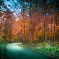 Road through Golden Trees in Autumn Forest