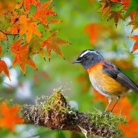 Lovely Robin in Autumn