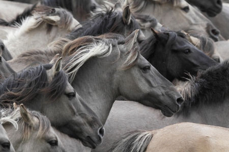 Horses - skin, black, animal, texture, horse