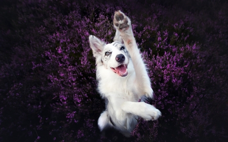 Hi! - paw, ciri, vara, summer, field, funny, white, australian shepherd, purple, pink, dog, cute, flower