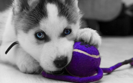 Husky puppy - husky, ball, black, white, animal, purple, cute, caine, puppy, blue eyes