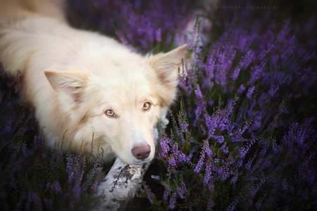 Dog - animal, purple, dog, caine, field, flower, pink