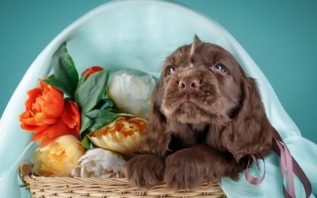 Puppy - blue, brown, dog, flower, basket, animal, red, cute, caine, puppy, spaniel