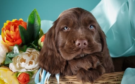 Puppy - blue, brown, dog, flower, basket, animal, red, cute, caine, puppy