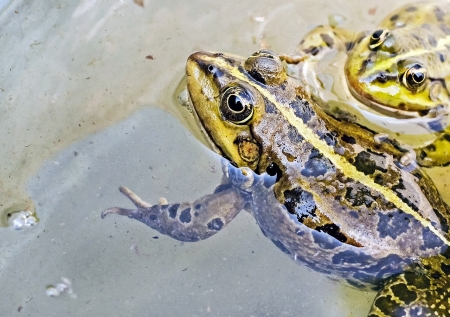 Frogs - pond, animals, water, amphibians, frogs, green