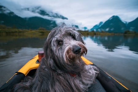 On the boat - summer, animal, caine, water, cute, boat, vara, dog