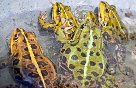 Frogs - Pond, Water, Nature, Green, Amphibians, Frogs