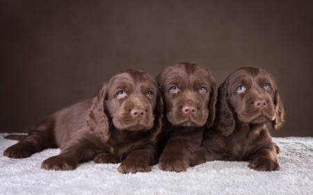 Puppies - caine, trio, brown, puppy, dog, spaniel, animal, cute