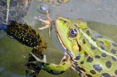 Green Frog - nature, amphibians, frogs, animals, green, pond