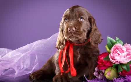 Puppy - brown, dog, flower, pink, animal, purple, red, cute, caine, puppy, spaniel