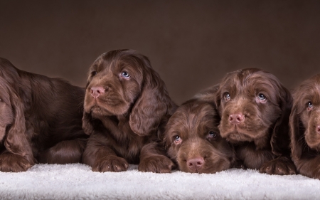 Puppies - animal, brown, cute, dog, caine, puppy, spaniel