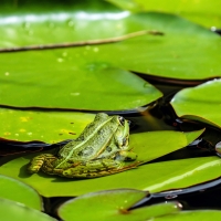 Green Frog