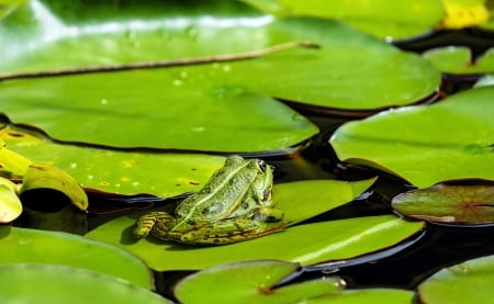 Green Frog - nature, amphibians, frogs, animals, green, pond