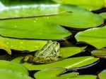 Green Frog