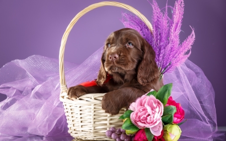 Puppy - brown, dog, flower, pink, basket, animal, purple, cute, caine, spaniel