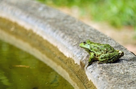 Little Frog - nature, amphibians, frogs, animals, water, green, pond