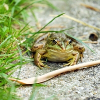 Frog