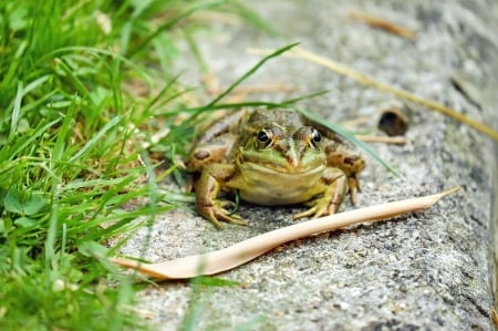 Frog - nature, amphibians, animals, frog, green