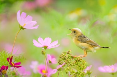 Bird - bird, cosmos, yellow, green, pasare, flower, pink