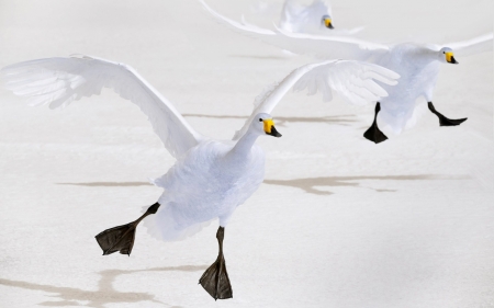 Japanese swans - bird, black, white, yellow, swan, wings, pasare, japanese