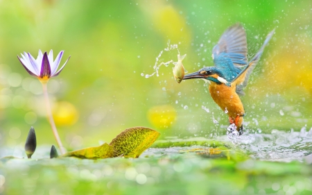 King fisher - bird, lotus, water, summer, blue, flower, orange, green, king fisher, pasare, lake, fish, vara