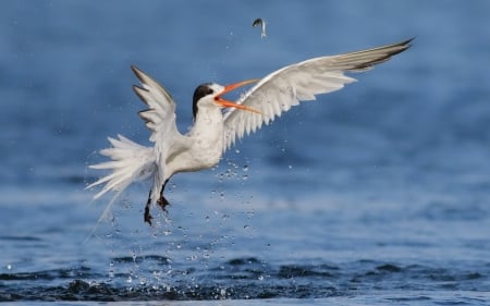 Fish catcher - bird, water, blue, sea, white, seagull, wings, pasare, fish