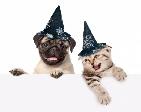 Happy Halloween! - hat, blue, dog, cat, witch, pisica, white, kitten, funny, halloween, cute, caine, puppy, couple