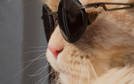 Cat - vara, cat, sunglasses, summer, funny, pisica, black, ginger, face, orange