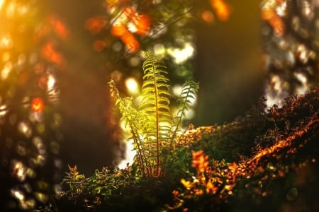 Fern in Sunlight - Fern, Autumn, Sun, Nature