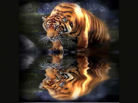 Cool drink - water, drink, tiger, cat