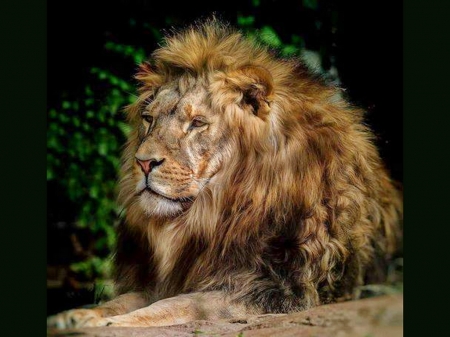 Magestic lion - male, king, lion, mane