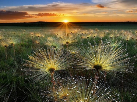 Sunset field - field, plants, sunset, clouds