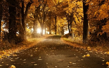 •⊰✿✿⊱• - path, trees, nature, autumn